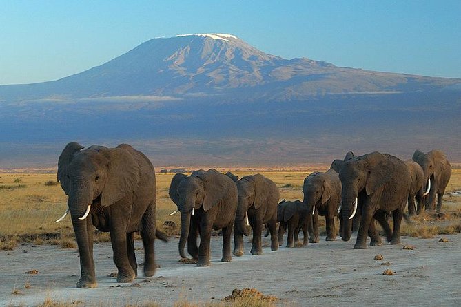 Trekkers hiking on a snowy Mount Kilimanjaro