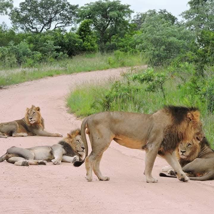 Lions in Ruaha National Park